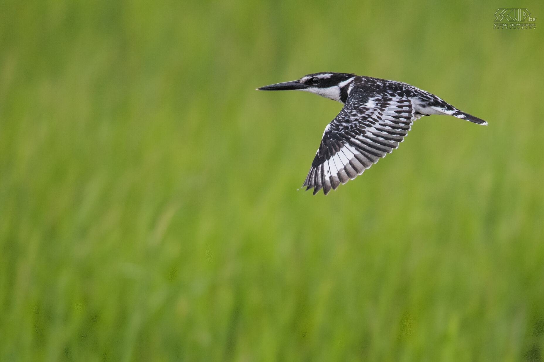 Lake Awassa - Vliegende bonte ijsvogel  Stefan Cruysberghs